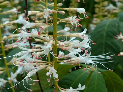 buckeye  flowers  bloom