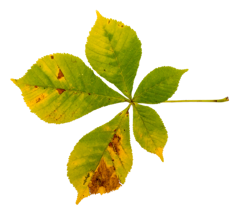 buckeye  chestnut  foliage leaf