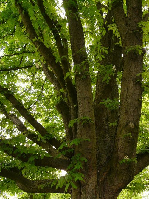 buckeye chestnut tree