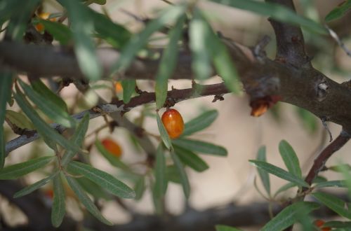 buckthorn fruit berries