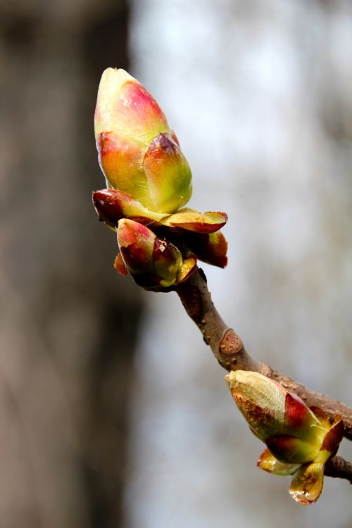 bud spring tree