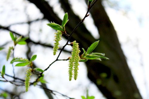 bud plant flowers