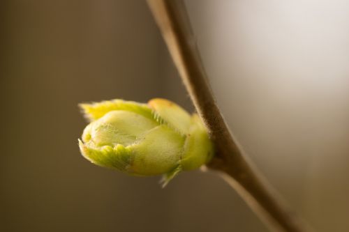 bud branch spring