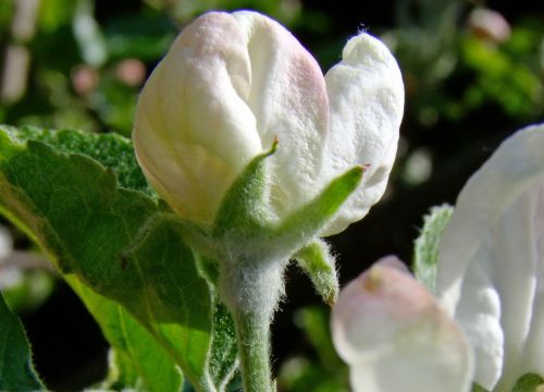 bud apple blossom white