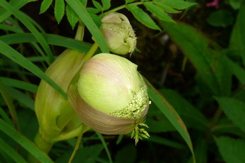 bud green flower