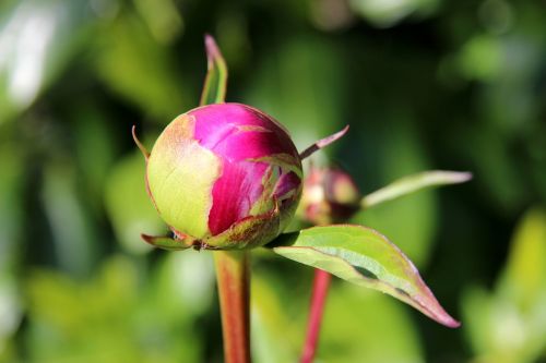 peony bud spring