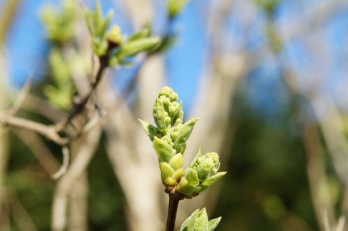 bud spring sprouts