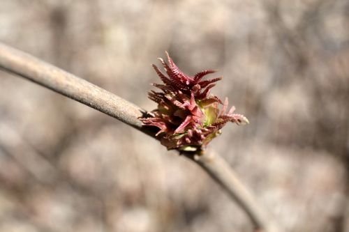 bud spring plant