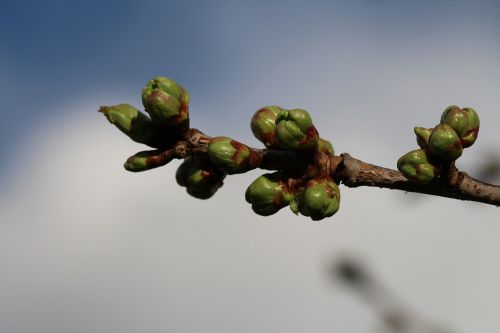 bud cherry spring