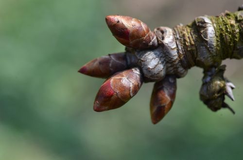 bud tree spring