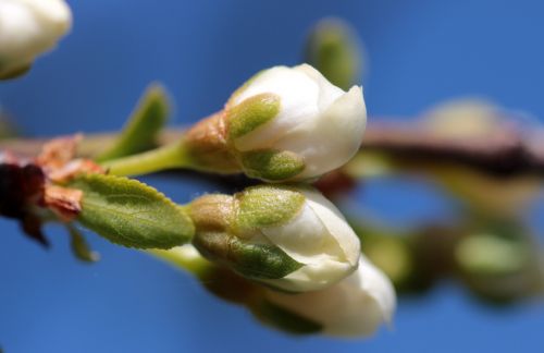 bud prunus domestica flowers