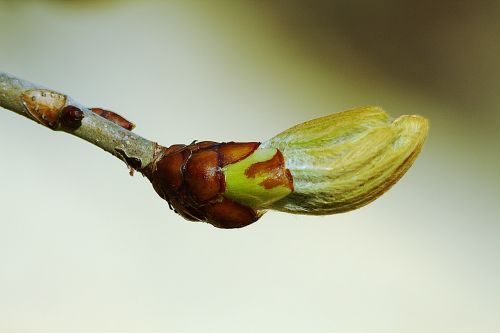 bud spring close