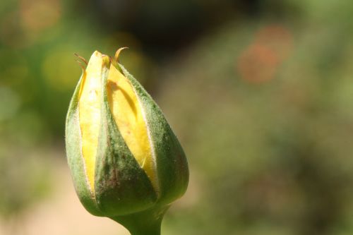 bud yellow yellow rose