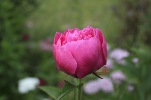bud rose plant