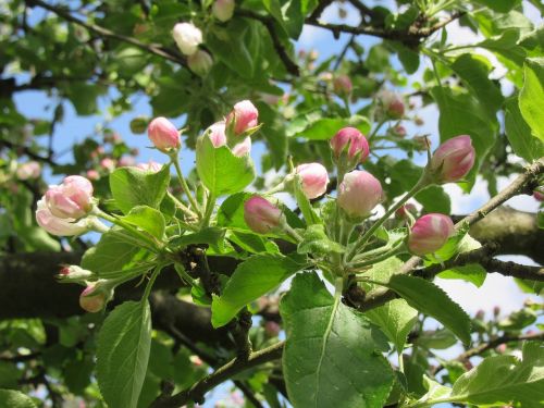 bud apple buds blossoms