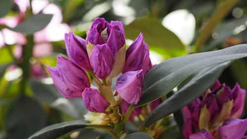 bud rhododendron flower