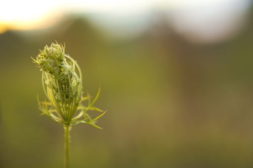 bud blossom bloom