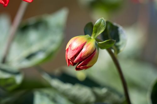 bud flower orange