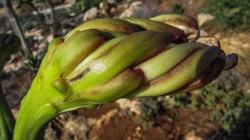 bud flower plant