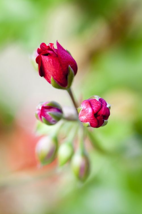 bud red flower summer