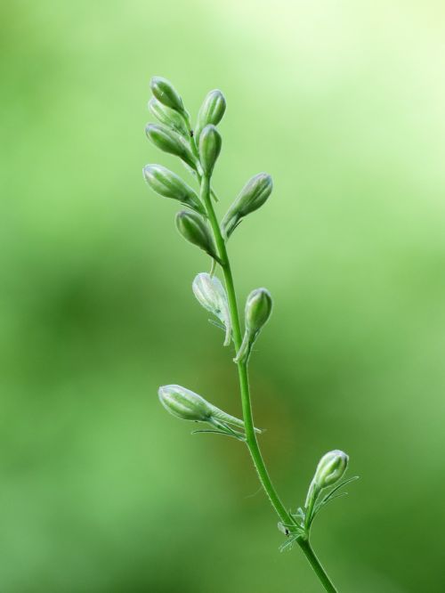 bud stalk flower