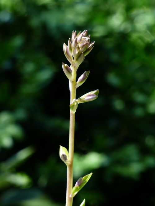 bud flower buds plantain lily