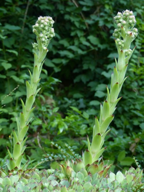 bud houseleek plant