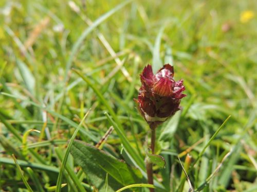 bud flower blossom