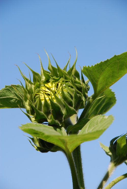 bud plant summer