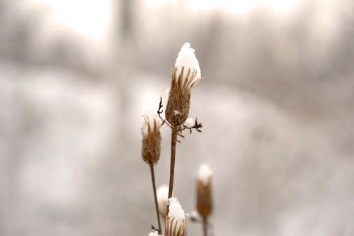 bud winter frost