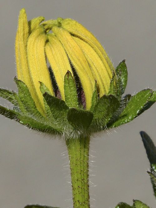 bud ordinary sunhat flower