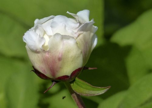 bud rhododendron white