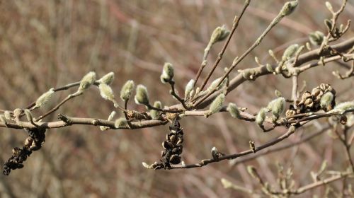 bud green spring