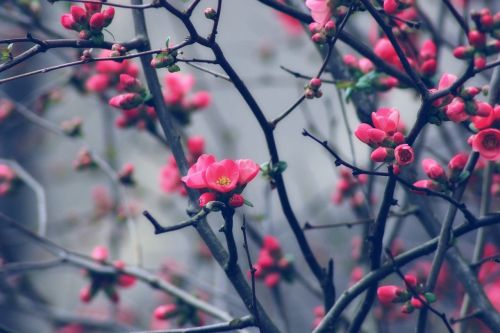 bud spring tree