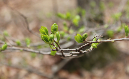 bud spring young