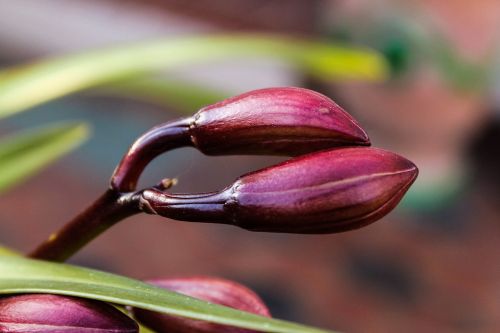 bud orchid nature