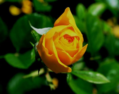 bud rose flower