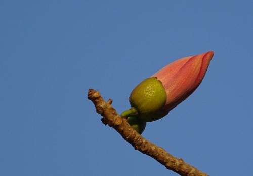 bud flower shimul