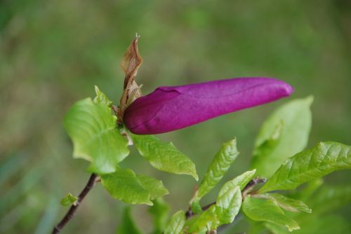 bud magnolia purple