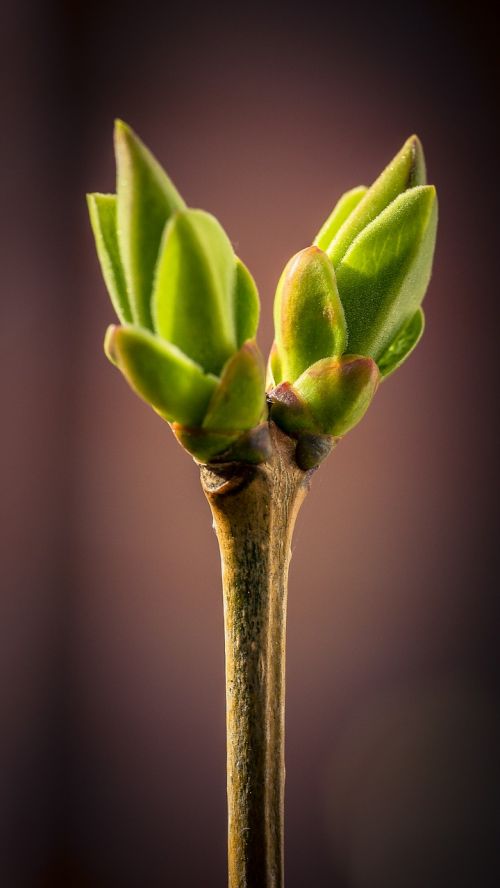 bud spring macro