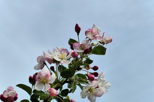 bud flowers spring