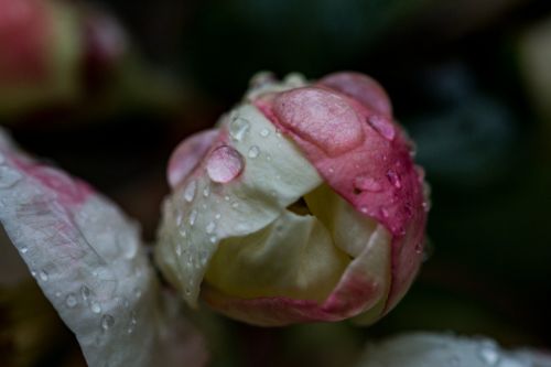 bud spring flower