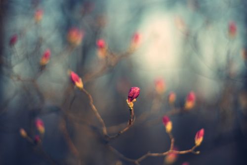 bud flowers flower