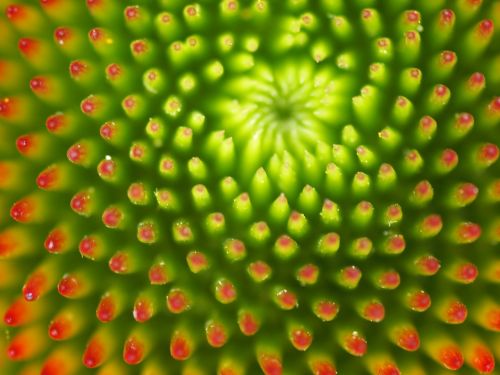 bud flower macro