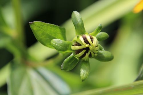 bud yellow plant