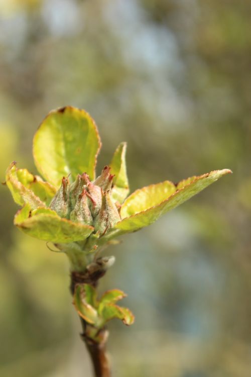 bud flowers plant