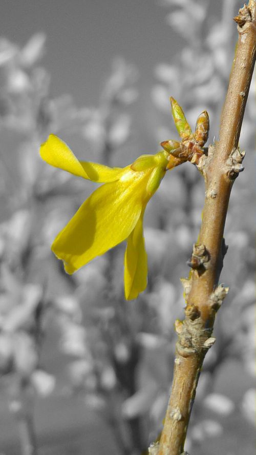 bud flower sapling