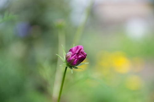 bud flower plant