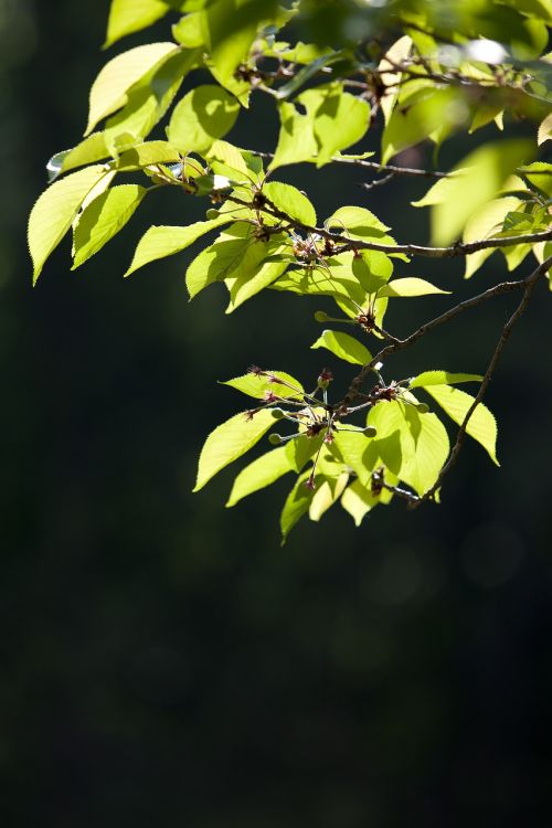 bud leaf green