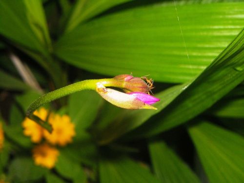 bud flowers plant